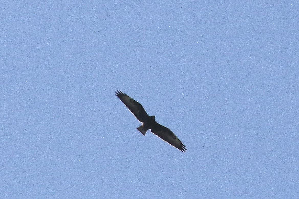 Short-tailed Hawk - ML513863401
