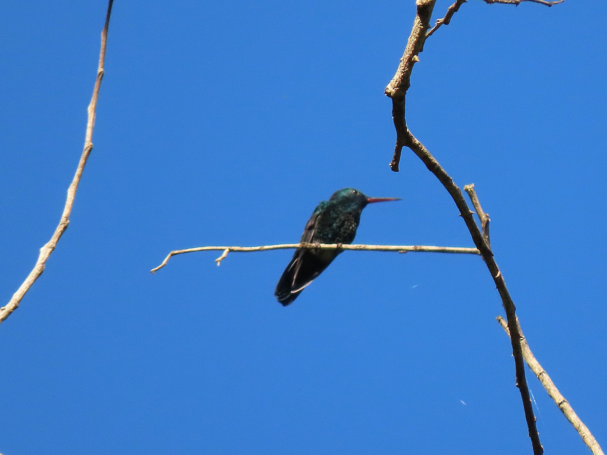 kolibřík modrobradý - ML513863811