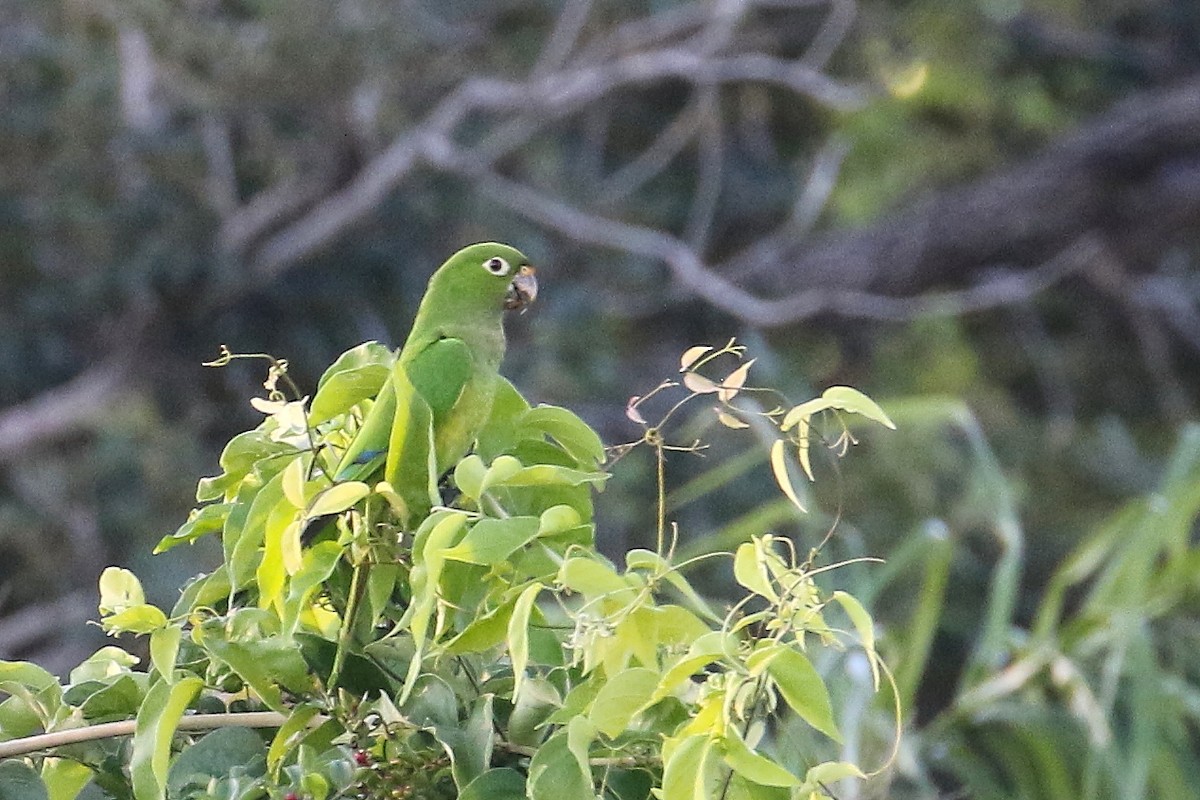 Olive-throated Parakeet - ML513863911
