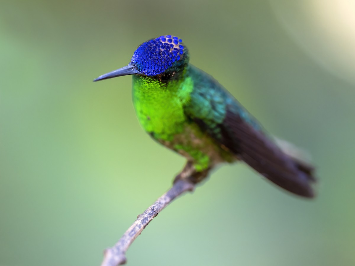Violet-capped Hummingbird - ML513863931