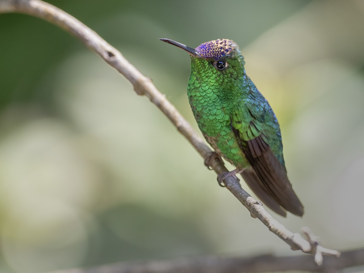 Violet-capped Hummingbird - ML513863941