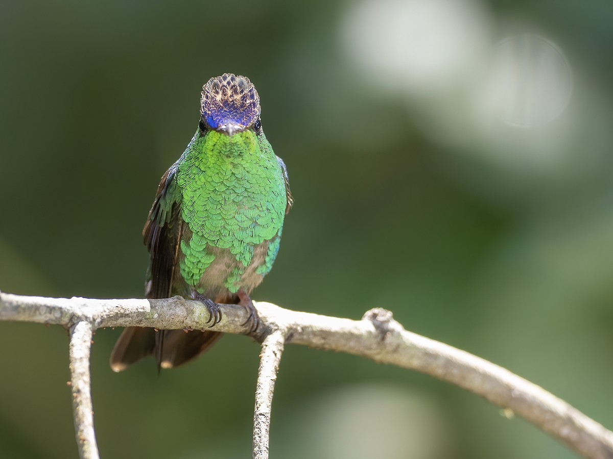 Violet-capped Hummingbird - ML513863951
