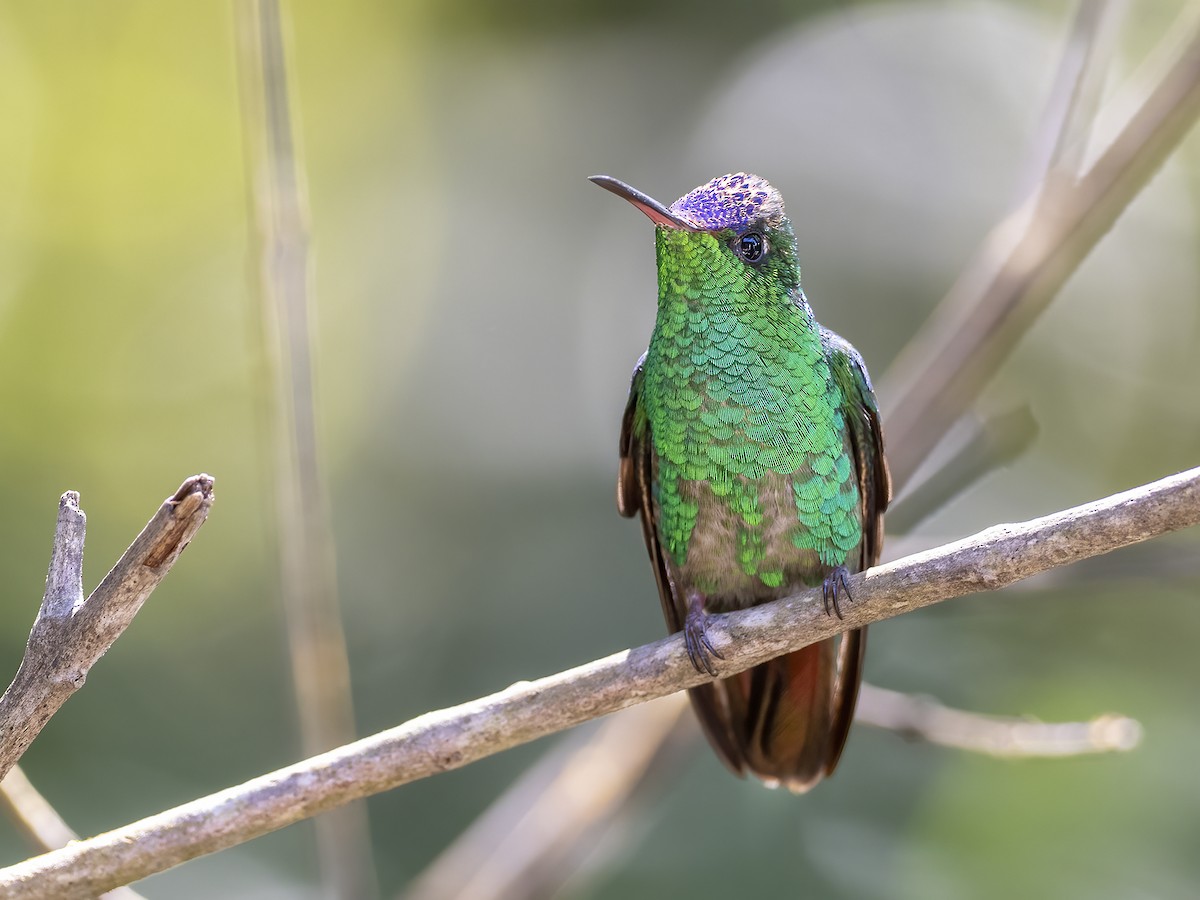 Violet-capped Hummingbird - ML513863961