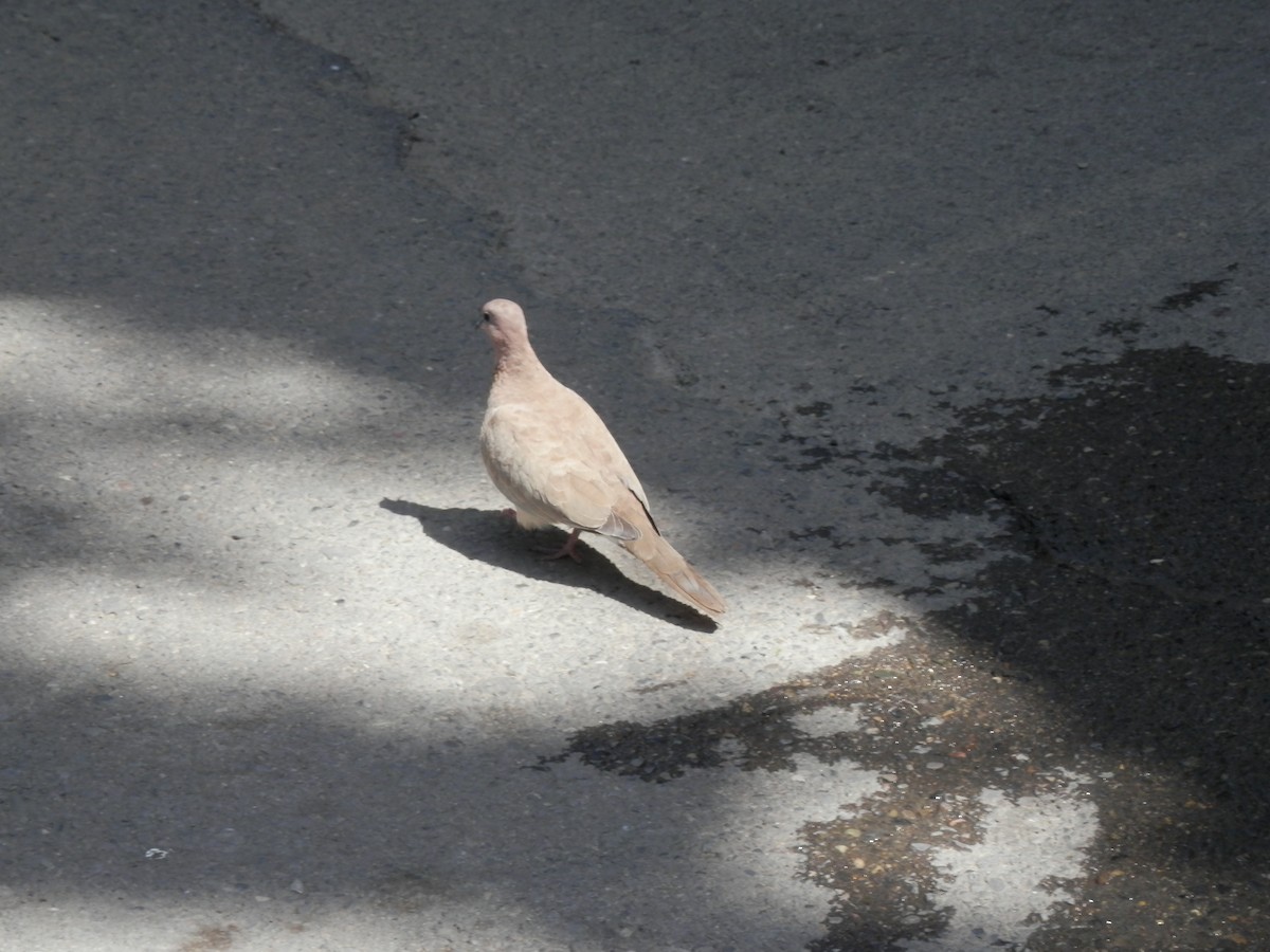 Laughing Dove - ML513870641