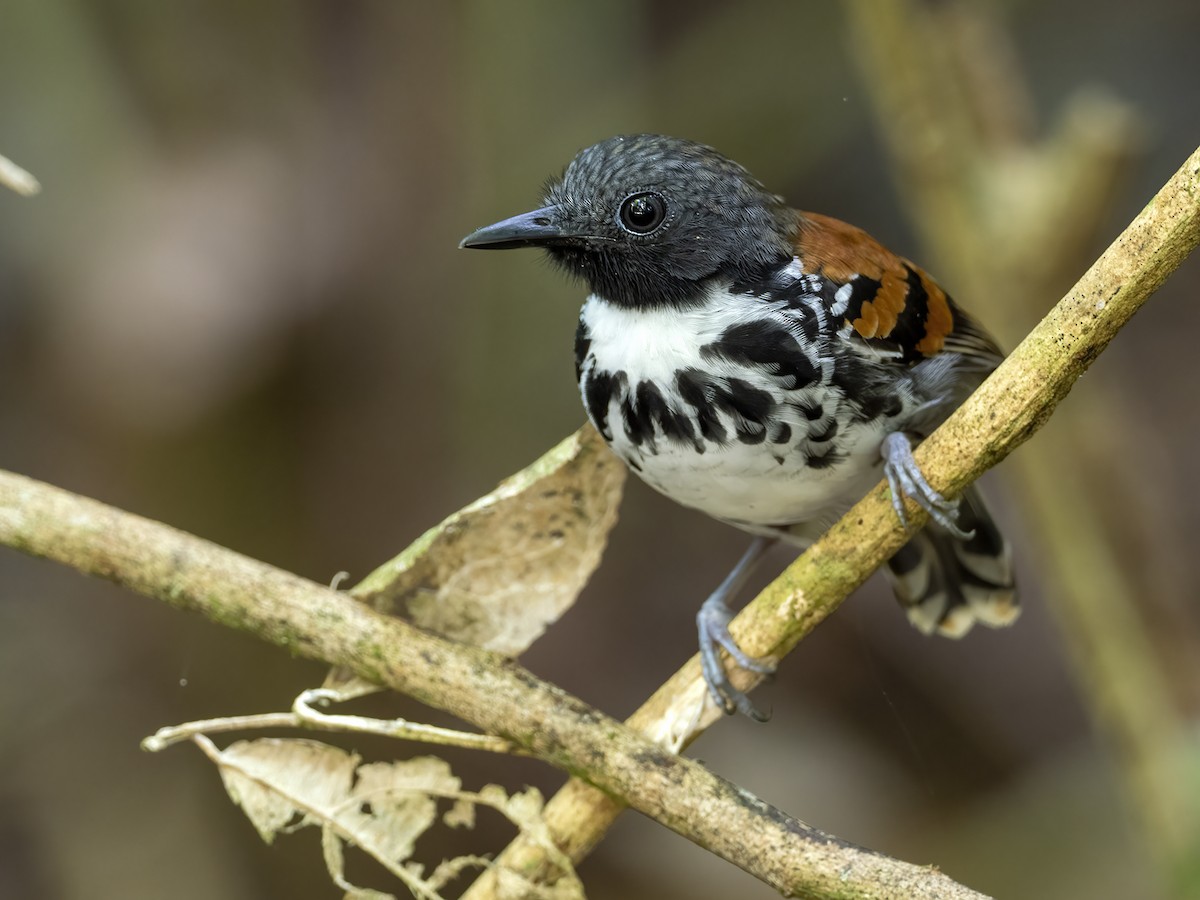 Spotted Antbird - ML513871551