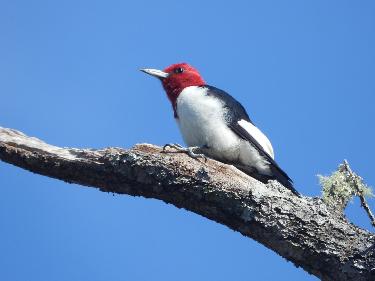Red-headed Woodpecker - ML513876741