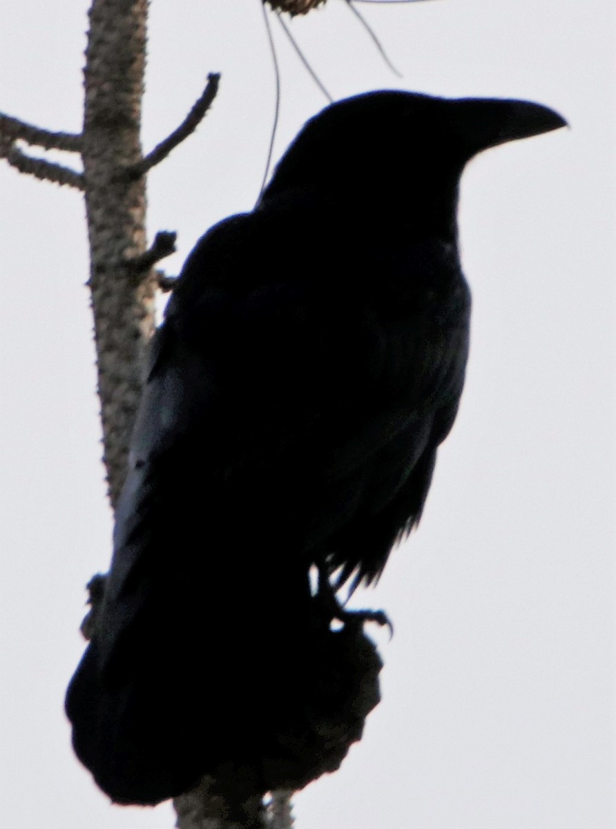 Common Raven - Barry Spolter