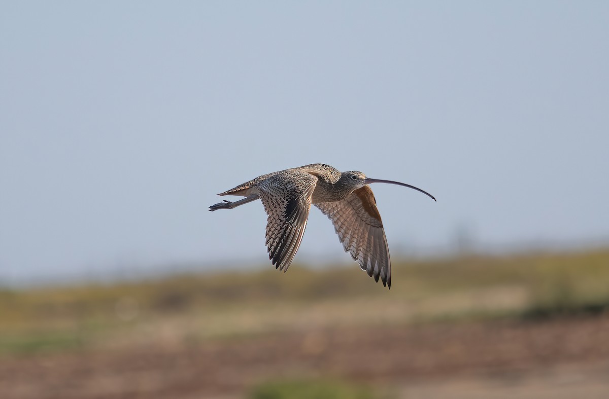 Long-billed Curlew - ML513878951