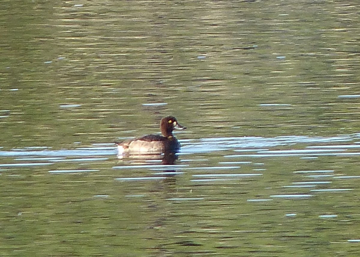 Tufted Duck - ML513879641