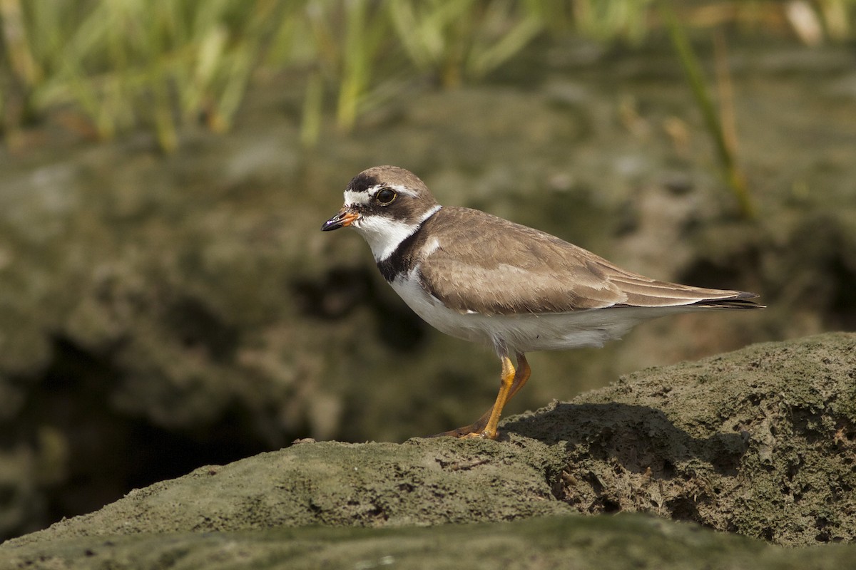 Semipalmated Plover - ML51387981
