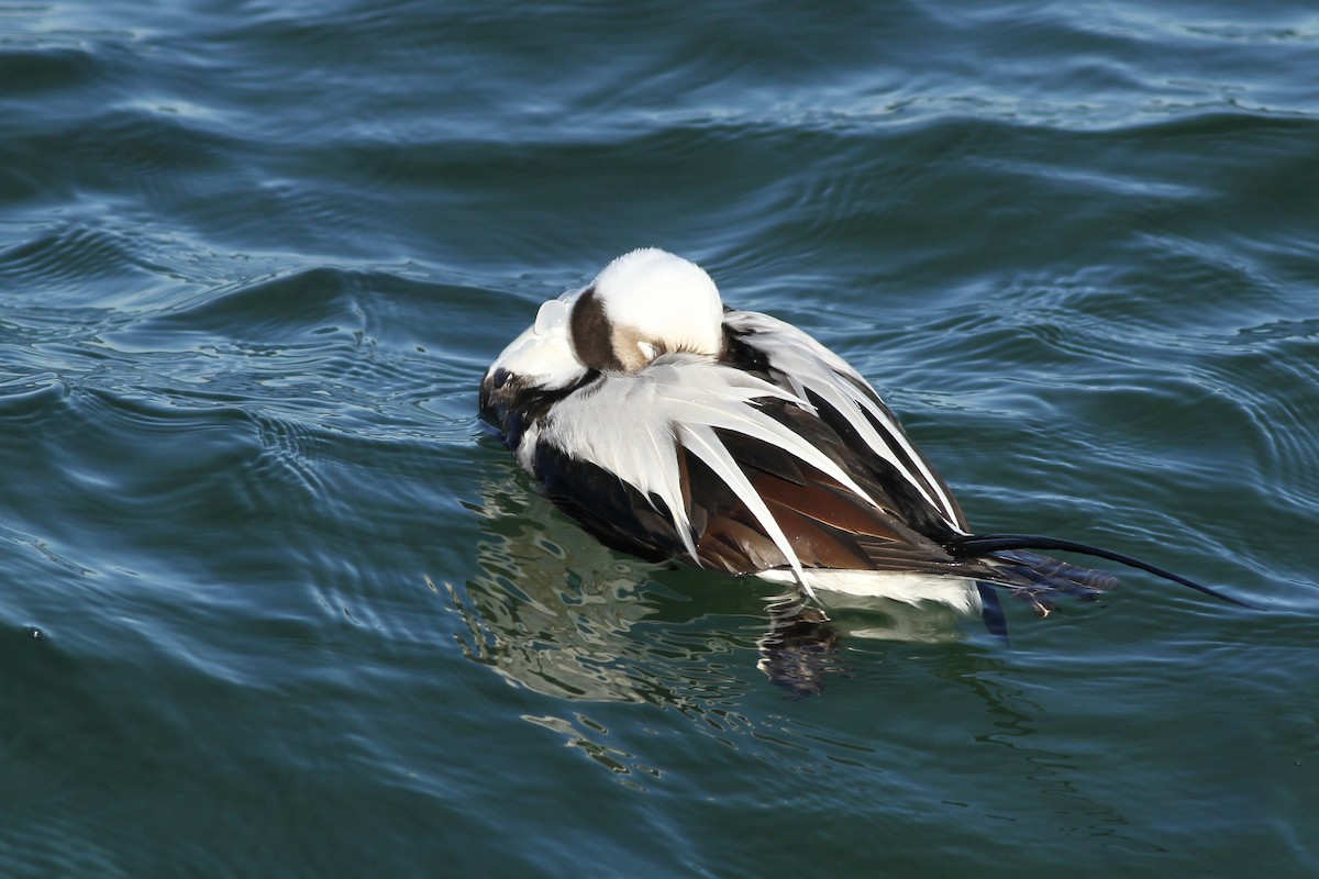 Long-tailed Duck - ML51388071