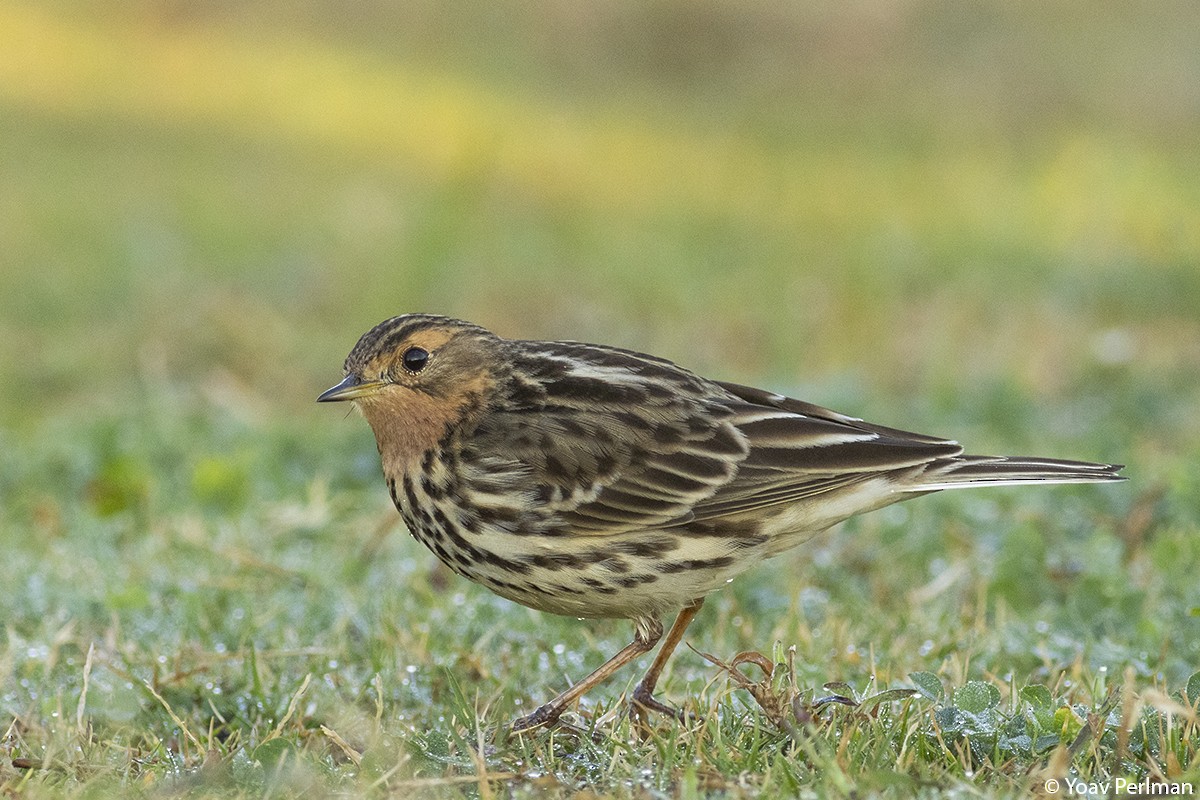 Red-throated Pipit - ML513882921