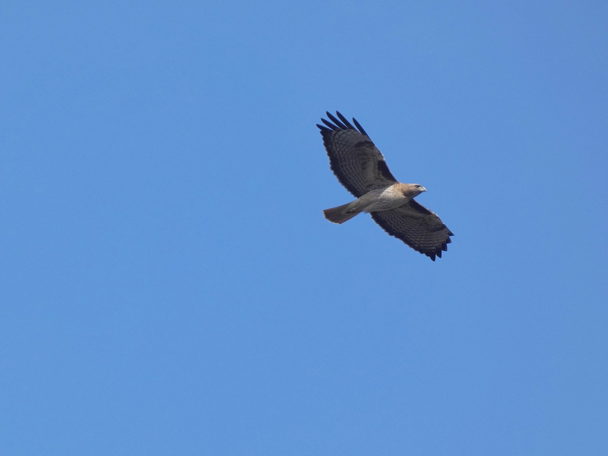 Red-tailed Hawk - ML513883271
