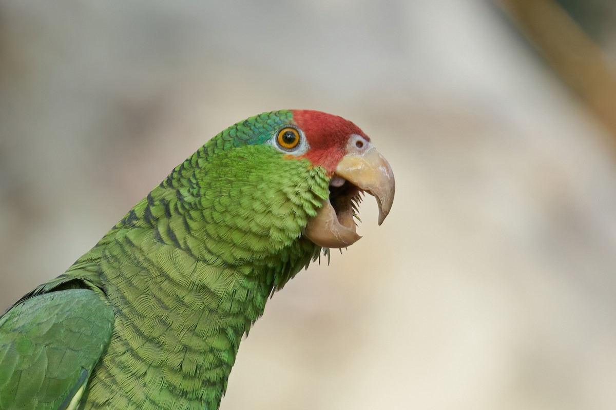Red-crowned Parrot - ML513884171