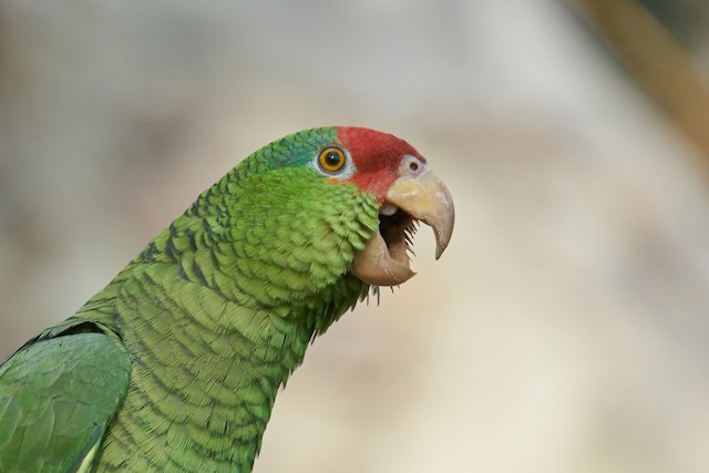 Adult Red-crowned Parrot. - Red-crowned Parrot - 