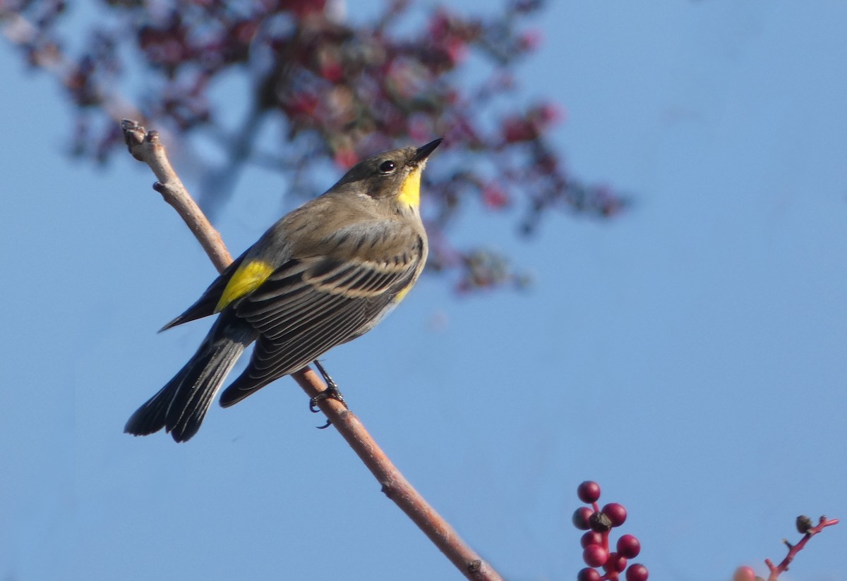 Yellow-rumped Warbler (Audubon's) - ML513885261