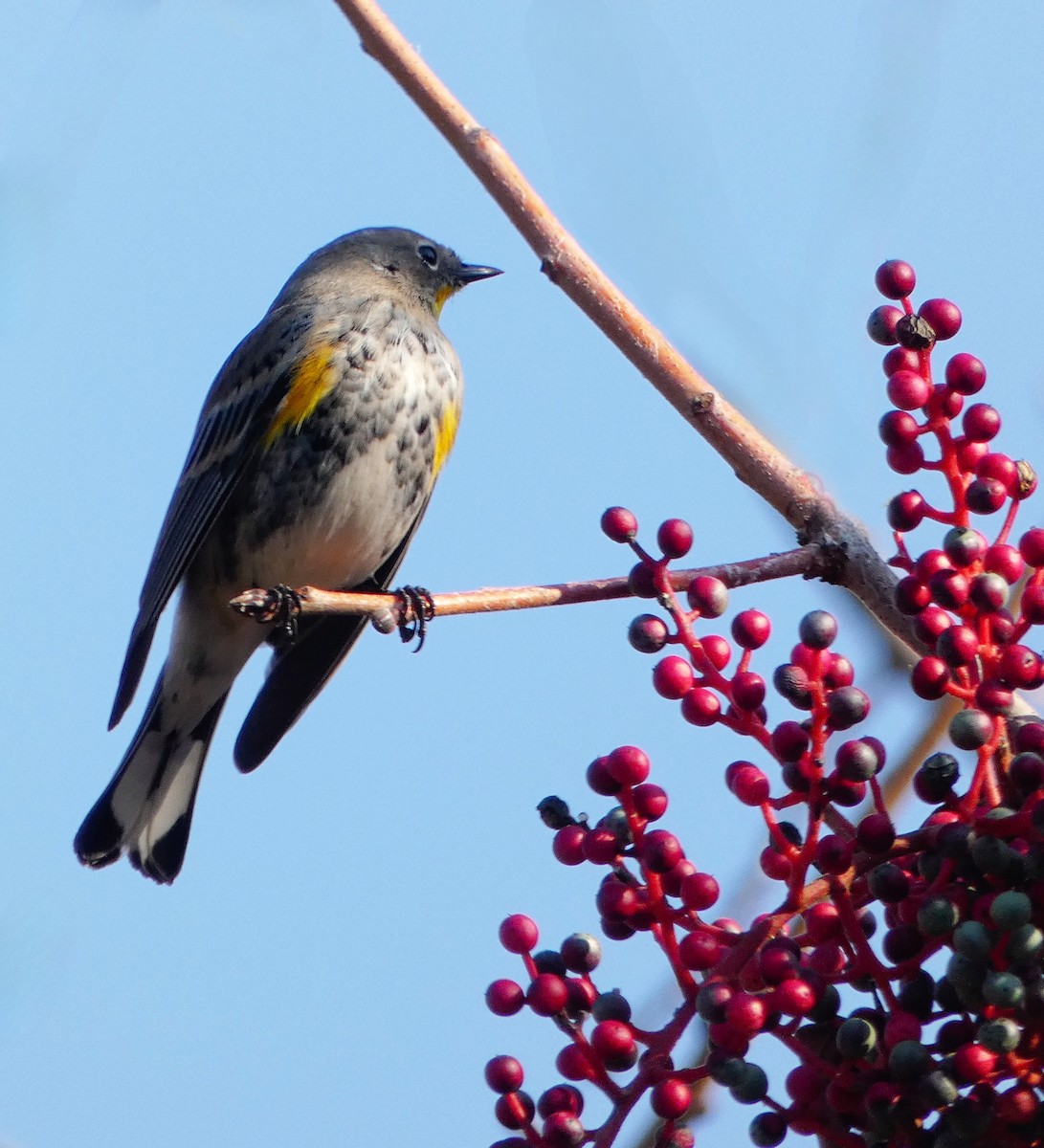 Yellow-rumped Warbler (Audubon's) - ML513885381