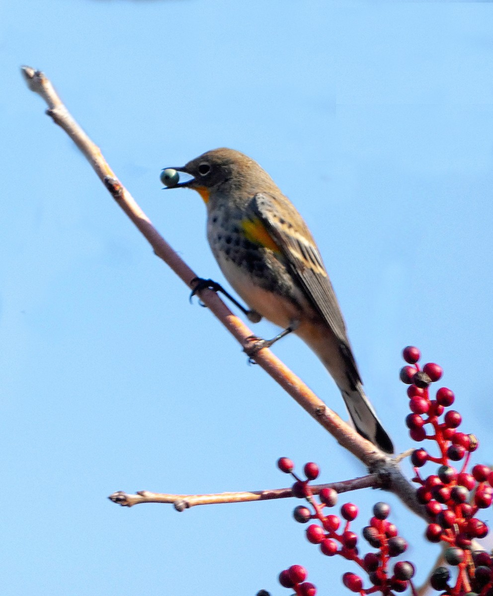 Yellow-rumped Warbler (Audubon's) - ML513885761