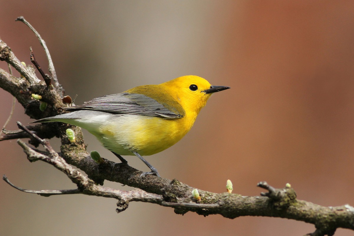 Prothonotary Warbler - ML51388621