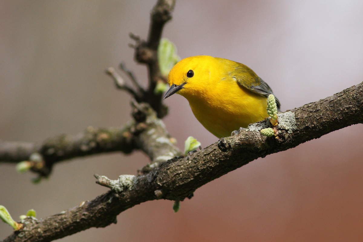Prothonotary Warbler - ML51388631