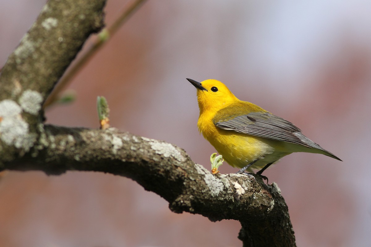 Prothonotary Warbler - ML51388641