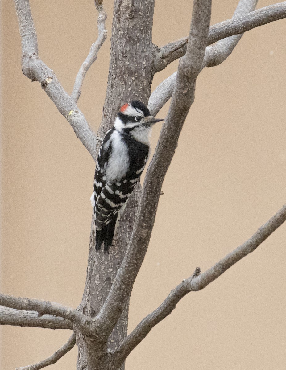Downy Woodpecker (Rocky Mts.) - ML513888421