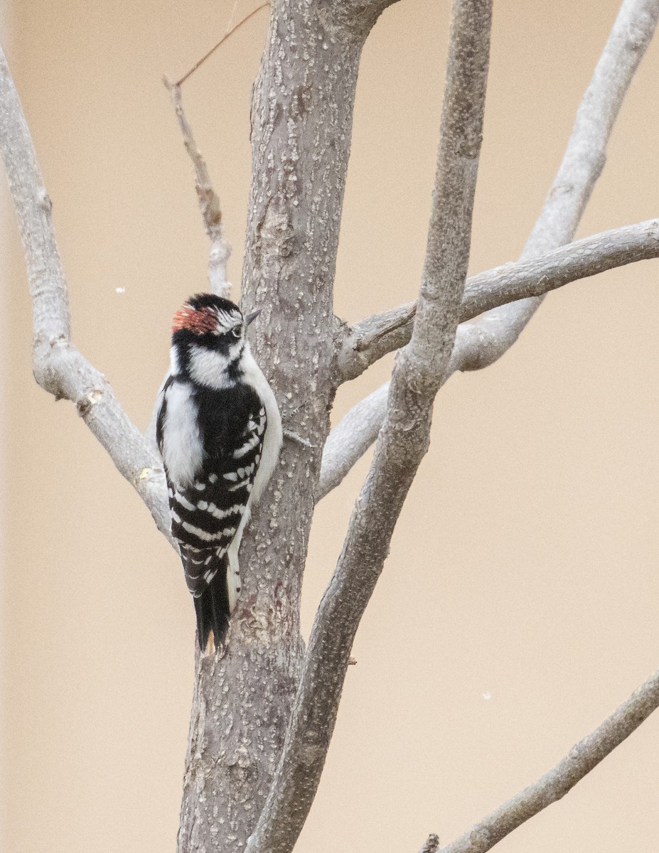 Downy Woodpecker (Rocky Mts.) - ML513888441