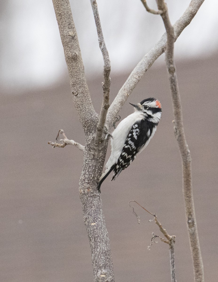 Downy Woodpecker (Rocky Mts.) - ML513888451