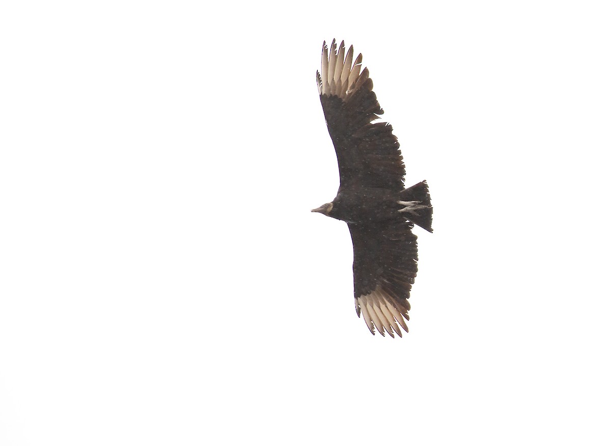Black Vulture - ML513888691