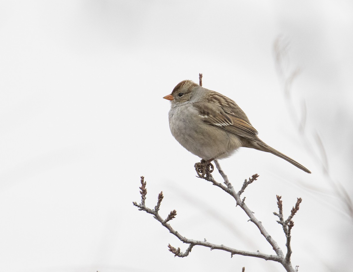 White-crowned Sparrow (Gambel's) - ML513889121