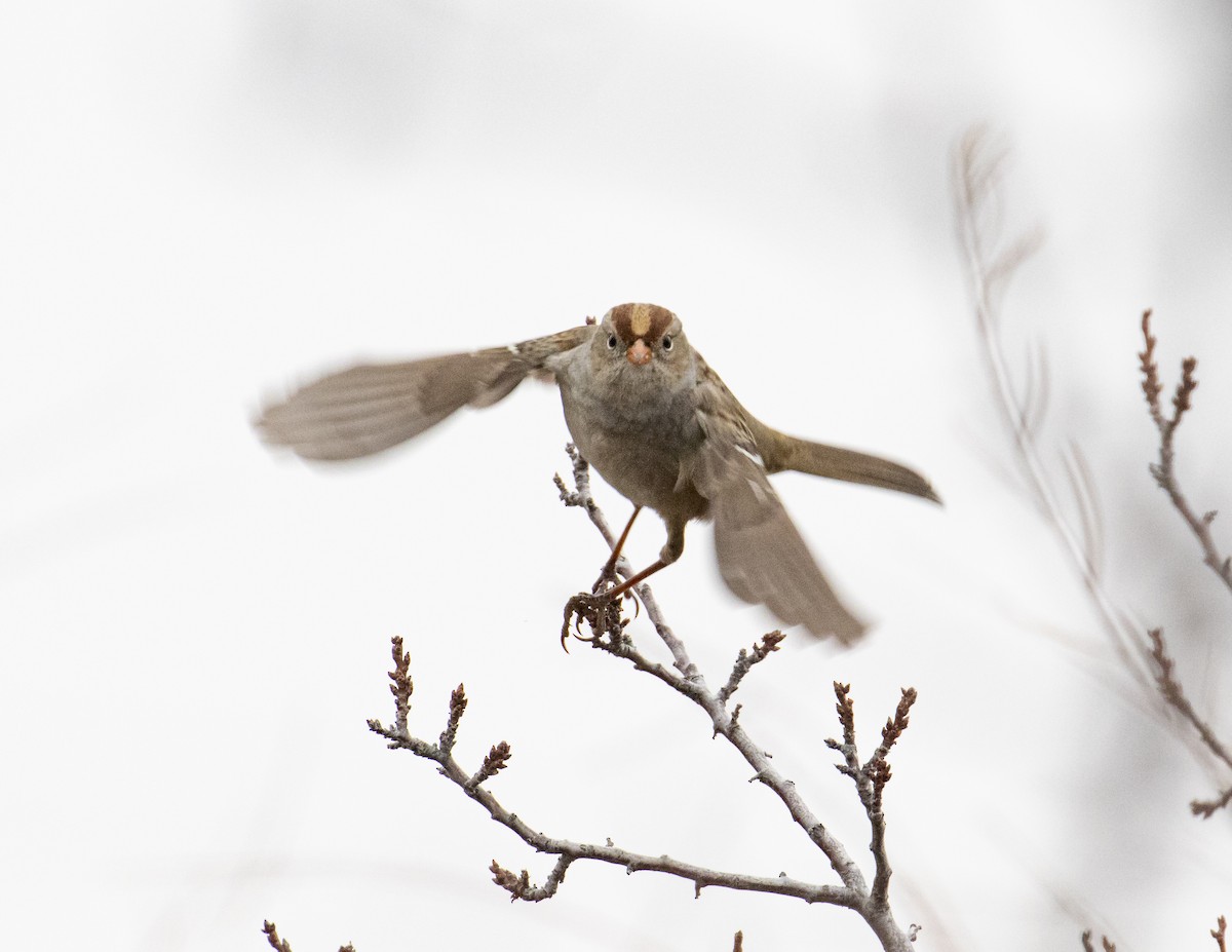 White-crowned Sparrow (Gambel's) - Kamella Boullé