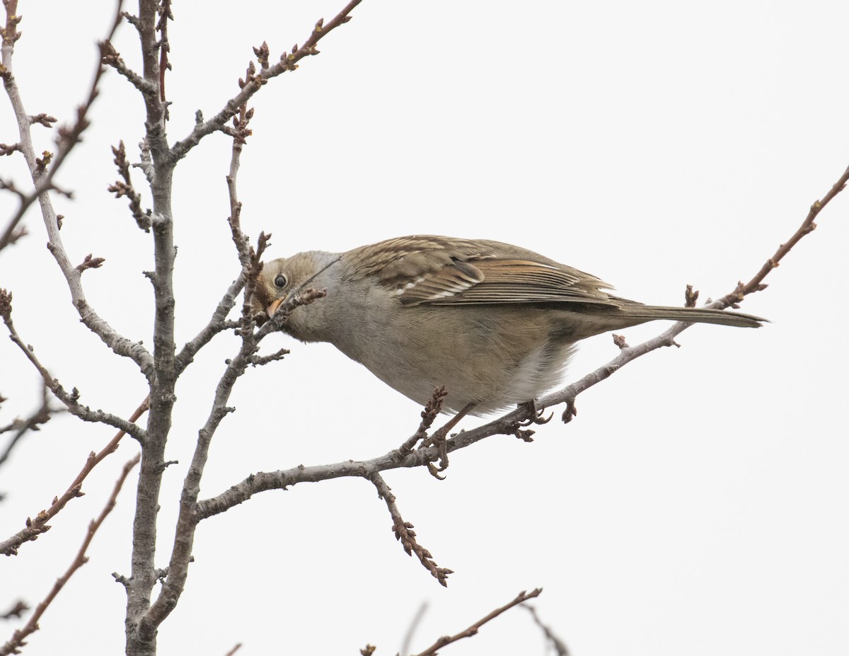 White-crowned Sparrow (Gambel's) - Kamella Boullé