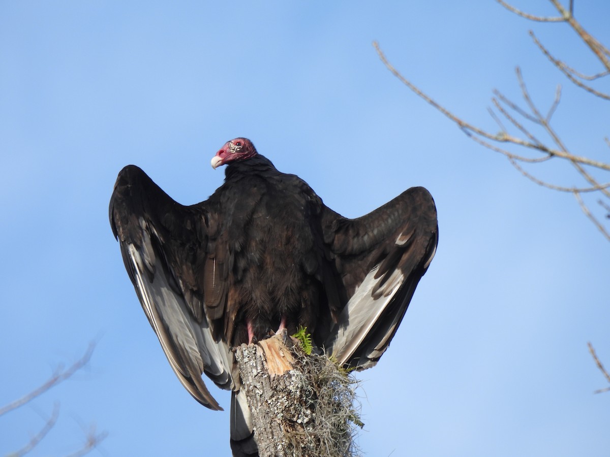 Turkey Vulture - ML513894531