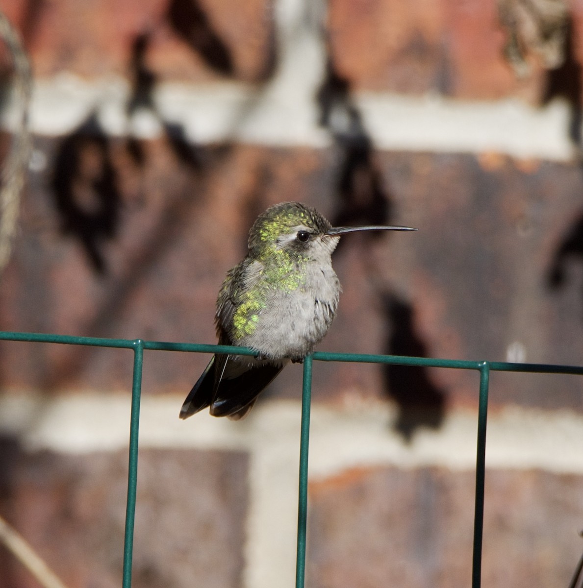 Broad-billed Hummingbird - ML513901061