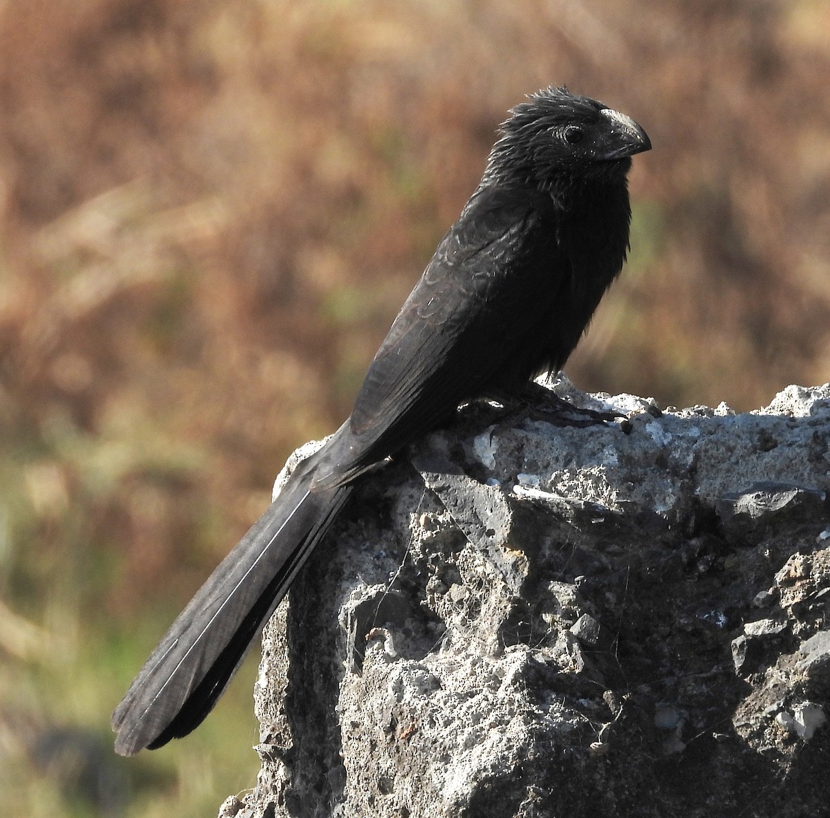 Groove-billed Ani - Duncan Poole
