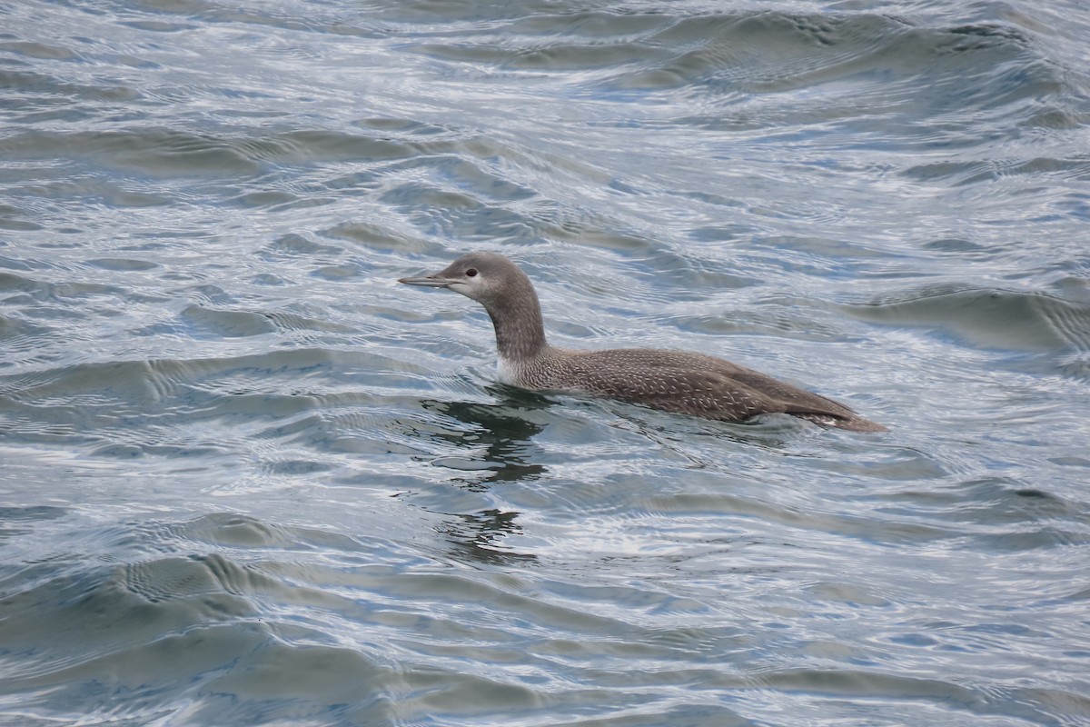 Red-throated Loon - Mary Jo Foti
