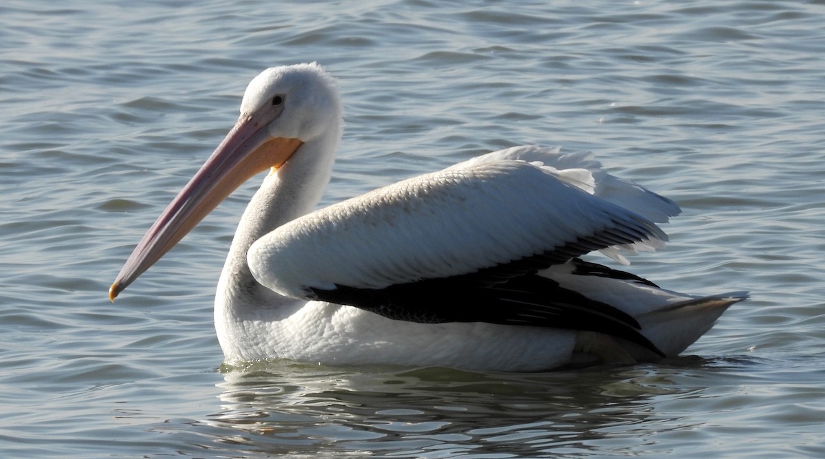 pelikán severoamerický - ML513901761