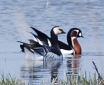 Red-breasted Goose - ML513903681