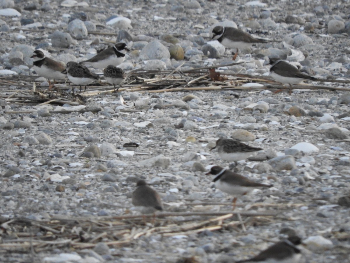 Semipalmated Plover - ML513905241