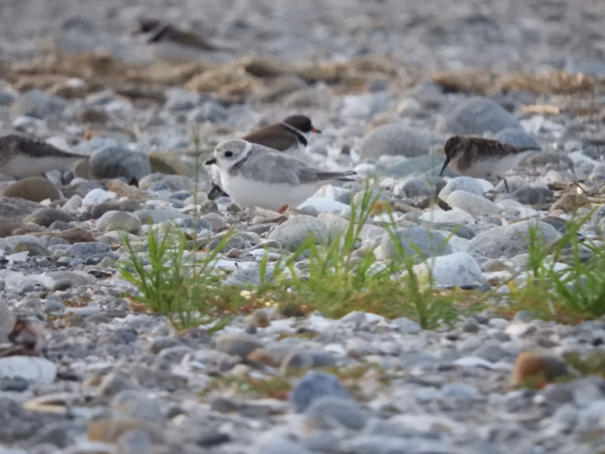 Piping Plover - ML513905591