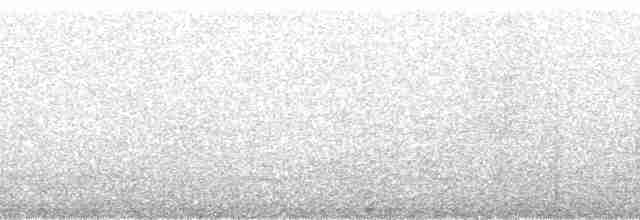 oseanstormsvale (oceanicus/exasperatus) - ML51391