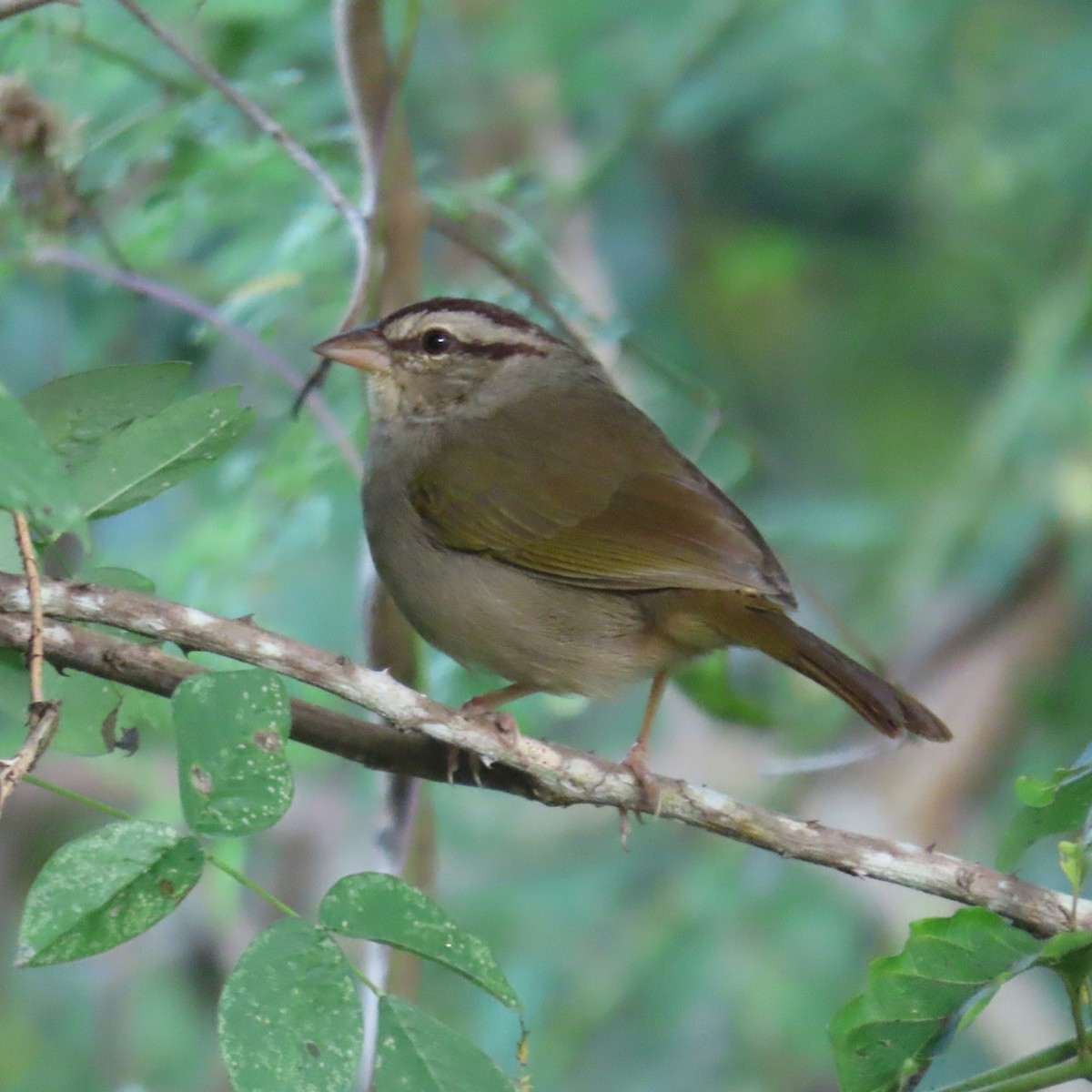 Olive Sparrow (Pacific) - ML513910021