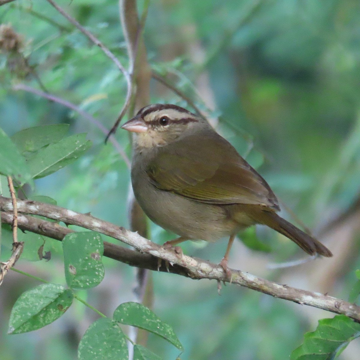 Olive Sparrow (Pacific) - ML513910031