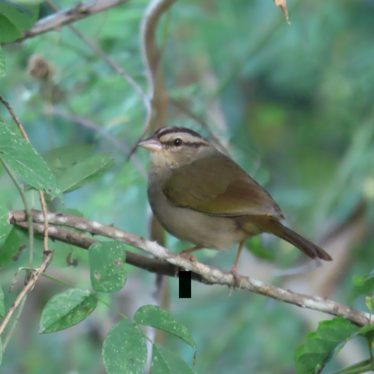 Olive Sparrow (Pacific) - ML513910051