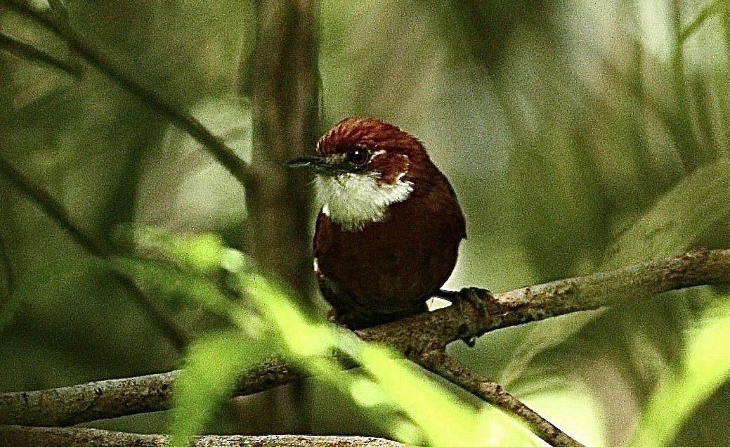 White-throated Oxylabes - ML513910881