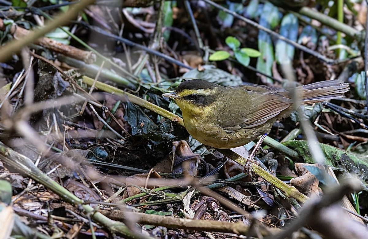 Yellow-browed Oxylabes - ML513911171
