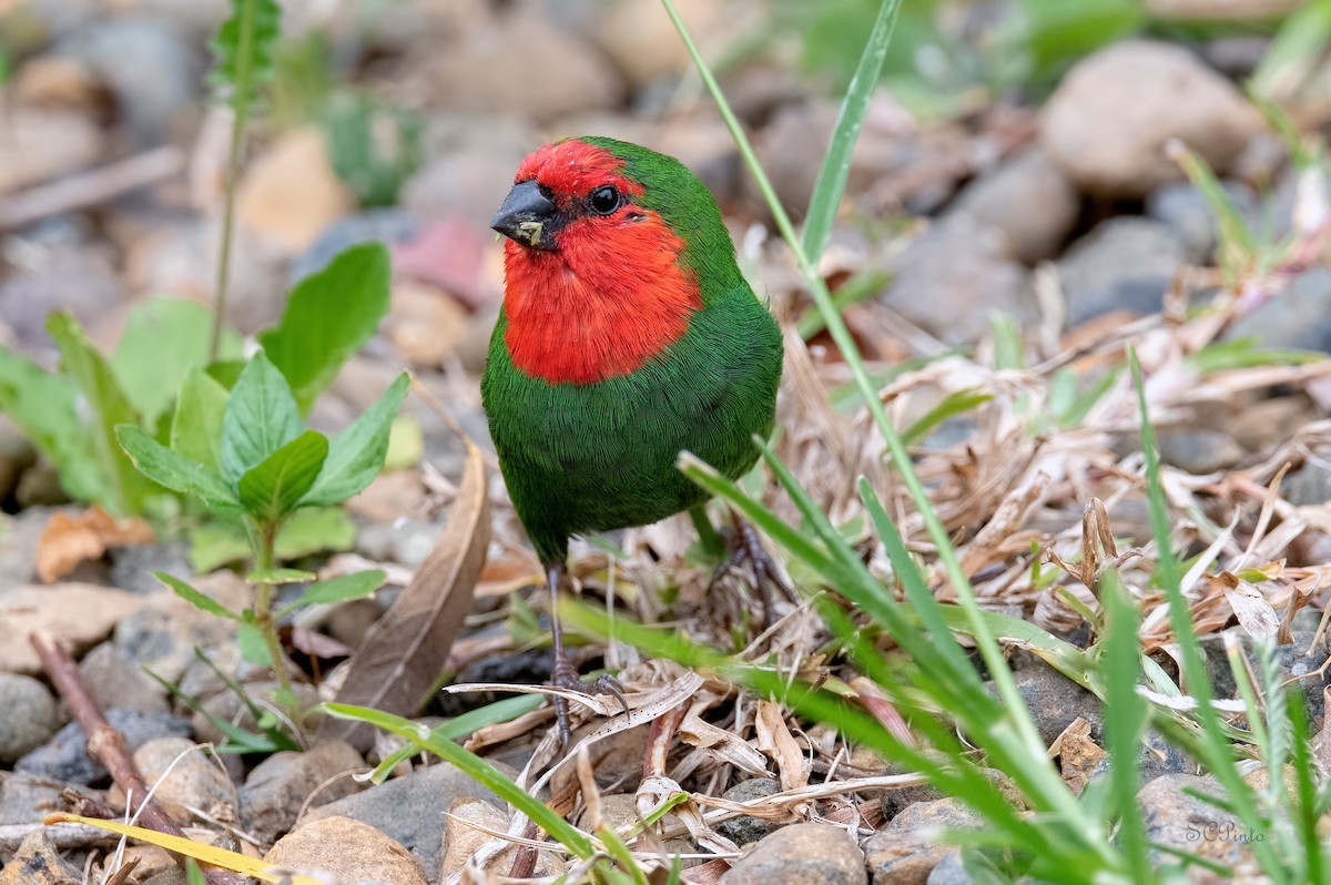 Red-throated Parrotfinch - ML513911761