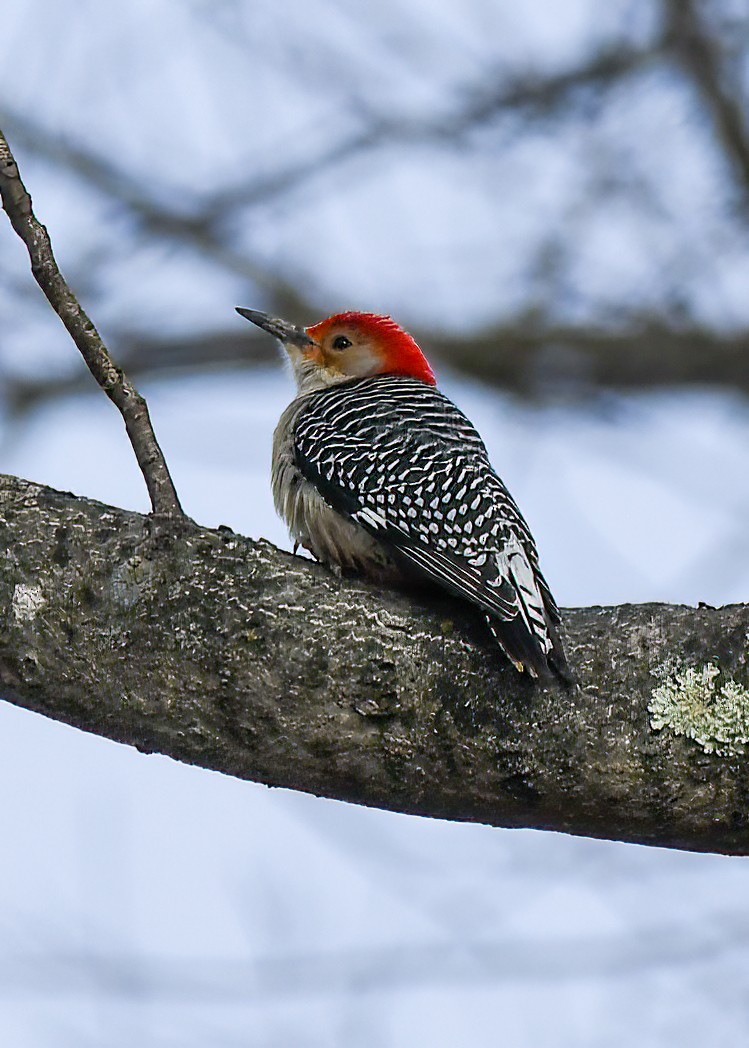 Red-bellied Woodpecker - ML513912801