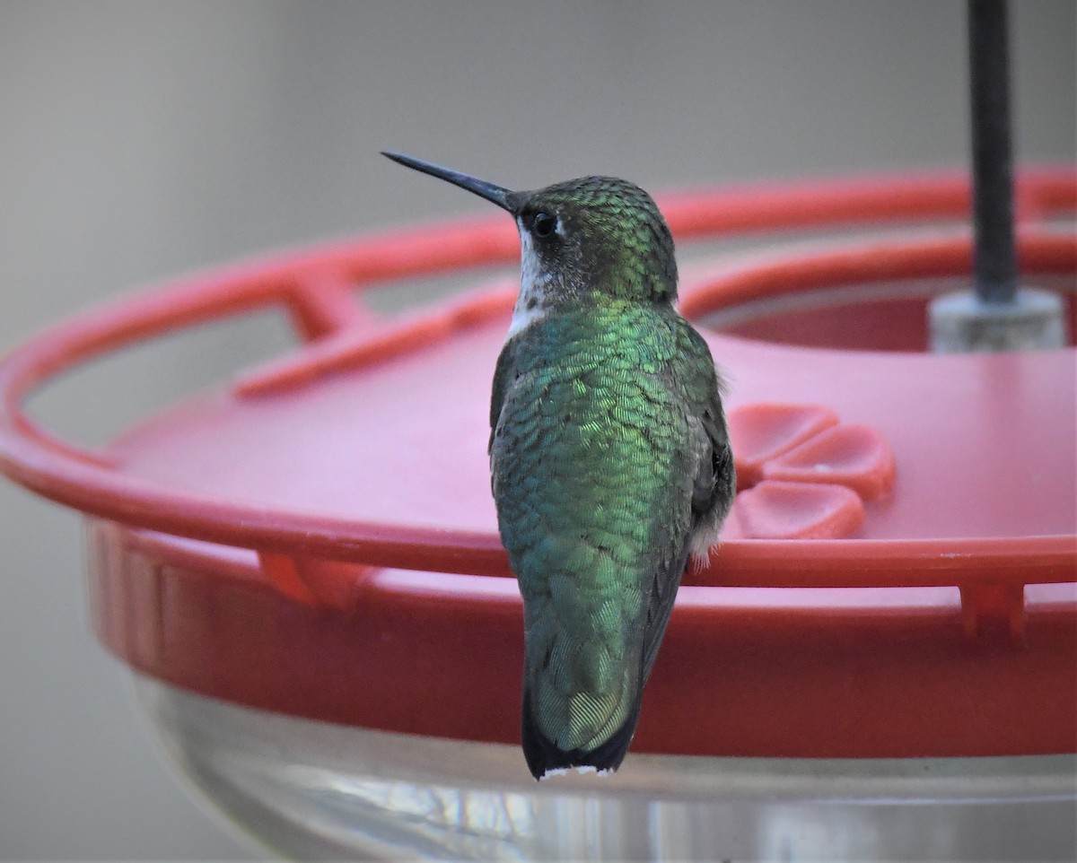 Ruby-throated Hummingbird - ML513913311