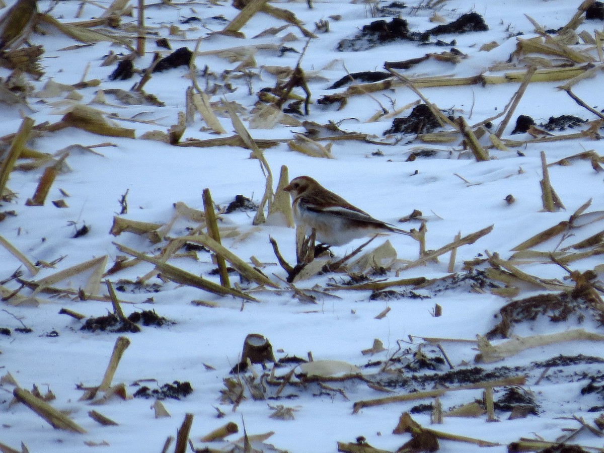 Snow Bunting - Dave & Sue Eastman